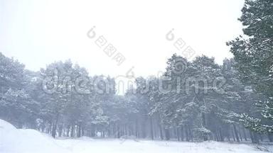 暴风雪森林暴风雪自然雪冬季，圣诞树和松林景观